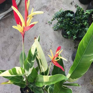 [FREESHIP - Xả Khô Máu] Cây chuối mỏ két (chuối thiên điểu) lá cẩm thạch