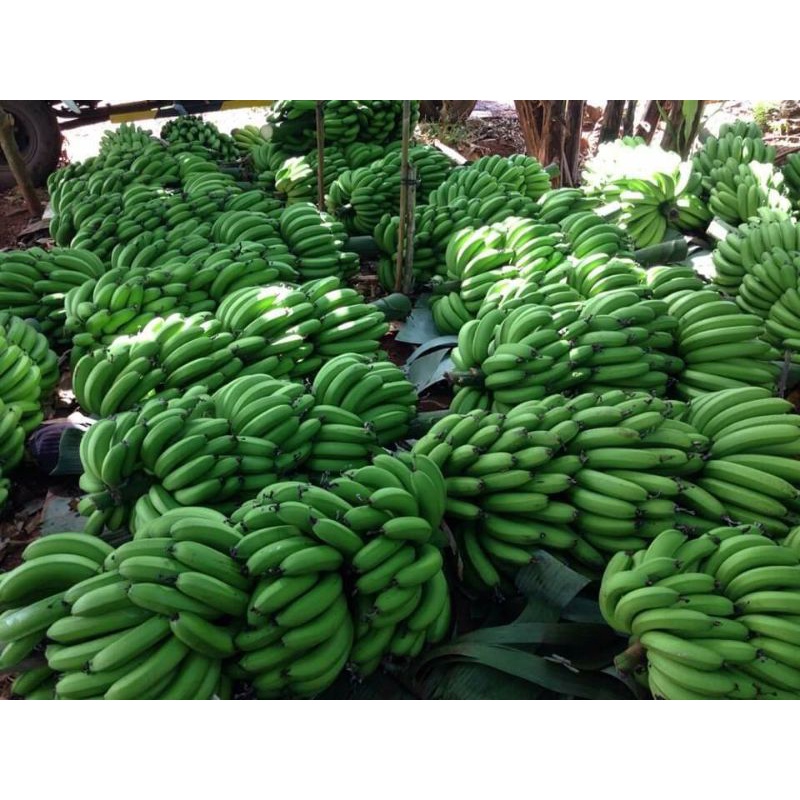 Chuối Đà Lạt, Laba dẻo, ngọt, thơm, sạch