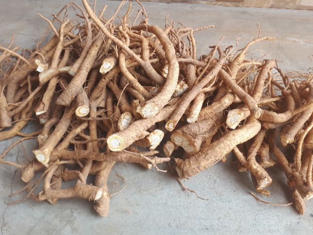 [Mã 267FMCGSALE giảm 8% đơn 500K] Rễ Đinh Lăng Tươi (Loại Rễ Rời 1kg) | BigBuy360 - bigbuy360.vn