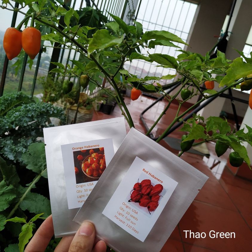 HẠT GIỐNG ỚT SIÊU CAY HABANERO