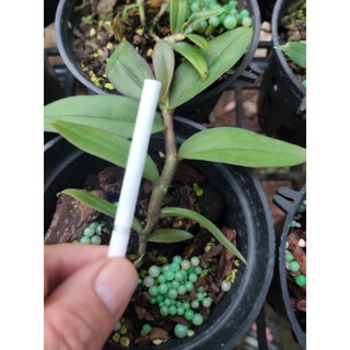 Nù Tam bố - size Trung