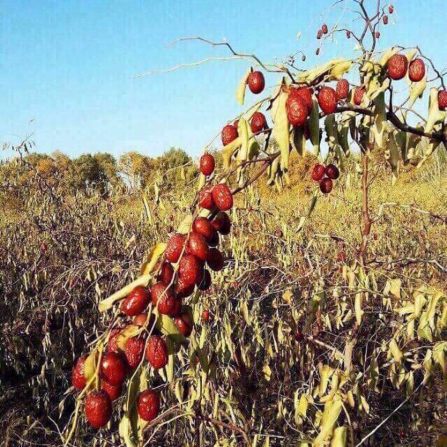 Táo đỏ chưng yến, pha trà, ngâm rượu 100g loại ngon
