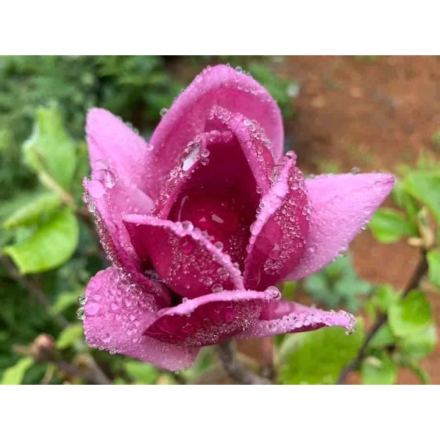 Cây mộc lan
