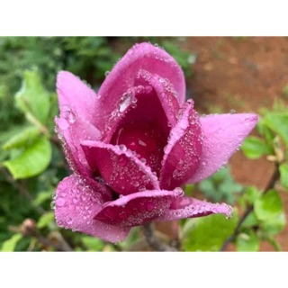Cây mộc lan