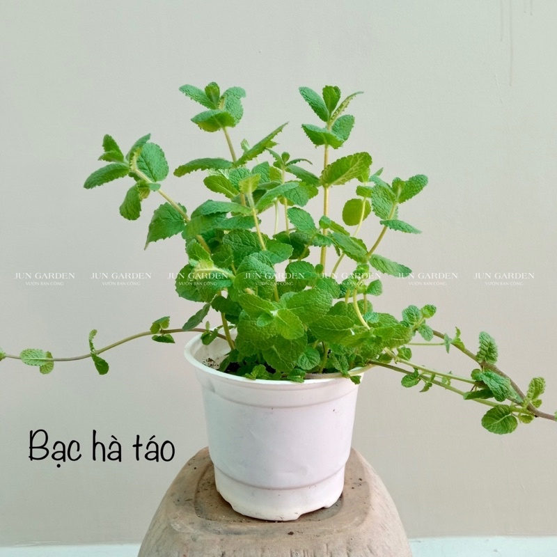 Cây Bạc Hà Táo Apple Mint Dùng Pha Chế, Xông Hơi Tại Sài Gòn - Jun Garden