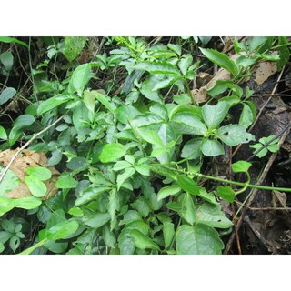 giảo cổ lam rừng (cao nguyên đá) 1kg