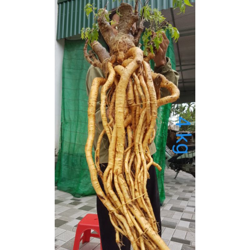 Đinh lăng nếp