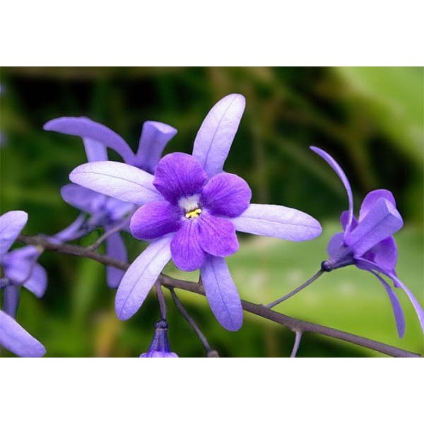 Tinh dầu treo xe , treo tủ đồ hương hoa Violet