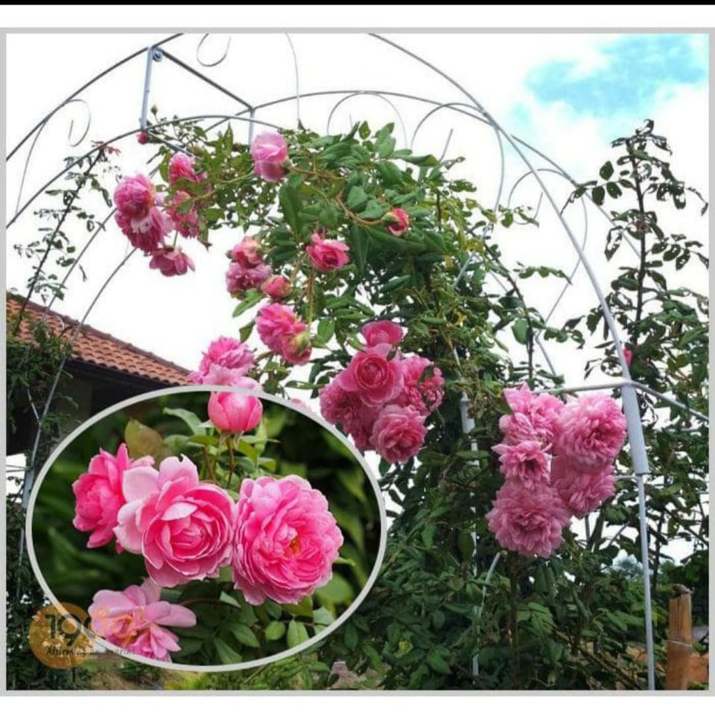 Hoa hồng leo ngoại 110k/10 cây đủ màu