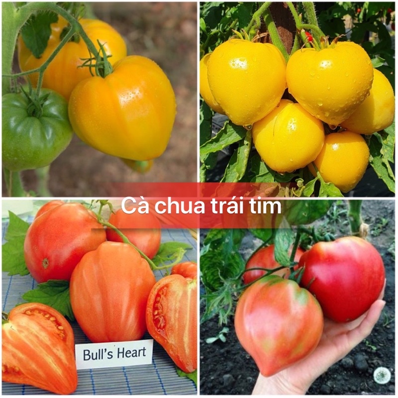 Hạt giống cà chua trái tim cao sản F1