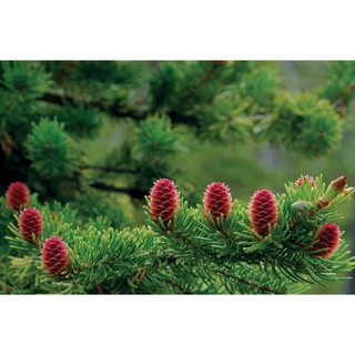 Cây giống thông noel caribe