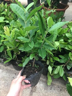 Cây mai xanh