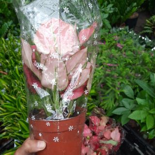 Cây Vạn Lộc giống mới ( loại lớn )