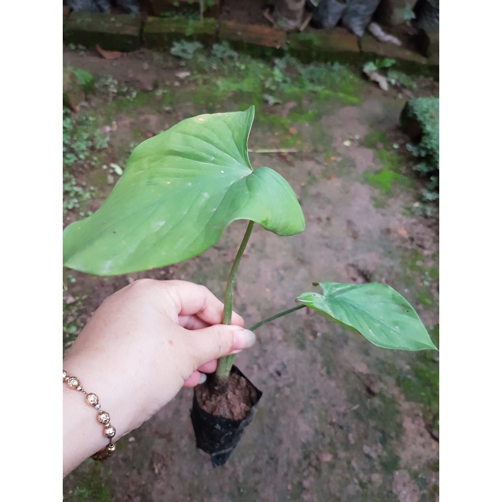 💙Thiên niên kiện - Tốt cho xương khớp combo 2 cây