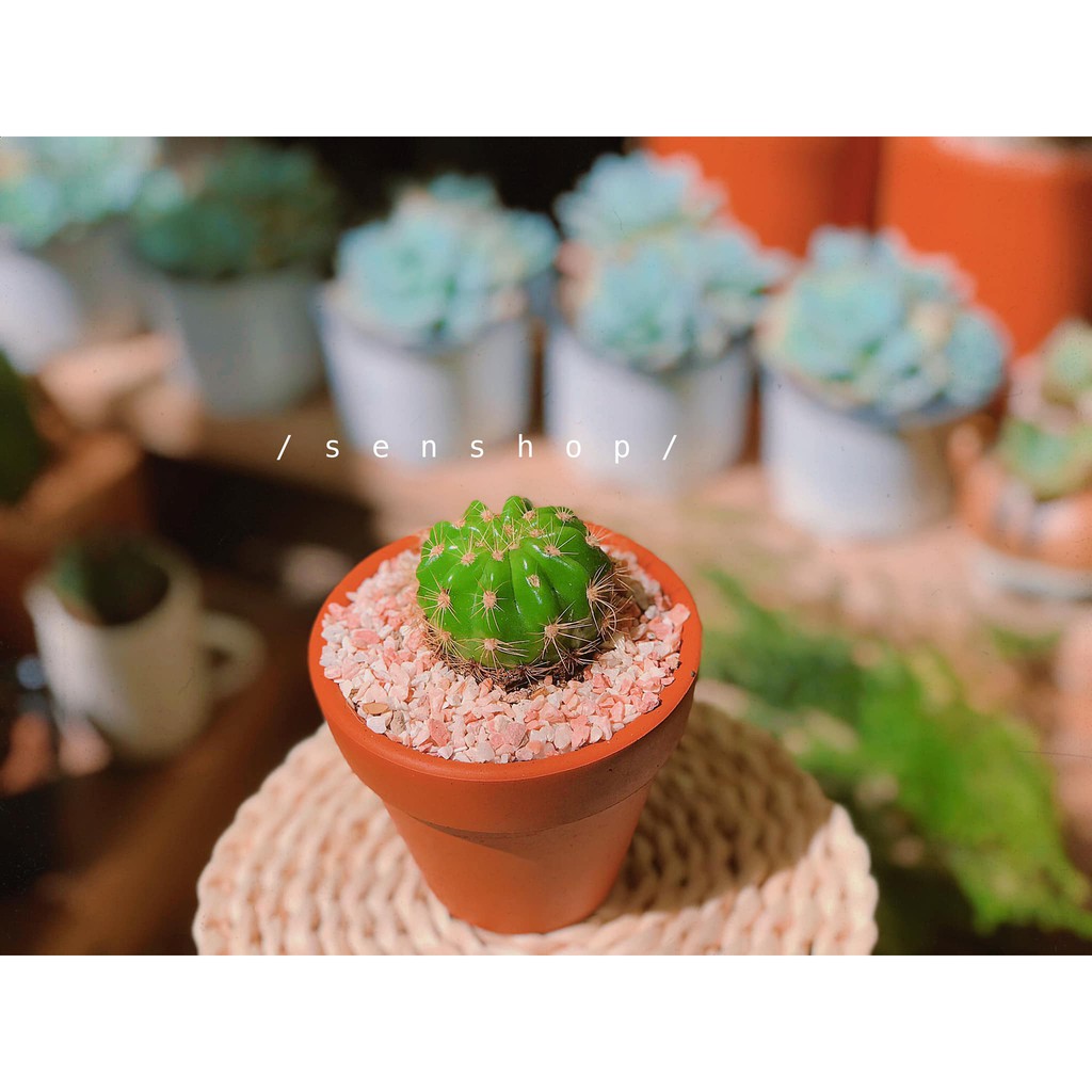 Chậu đất nung 9 cm