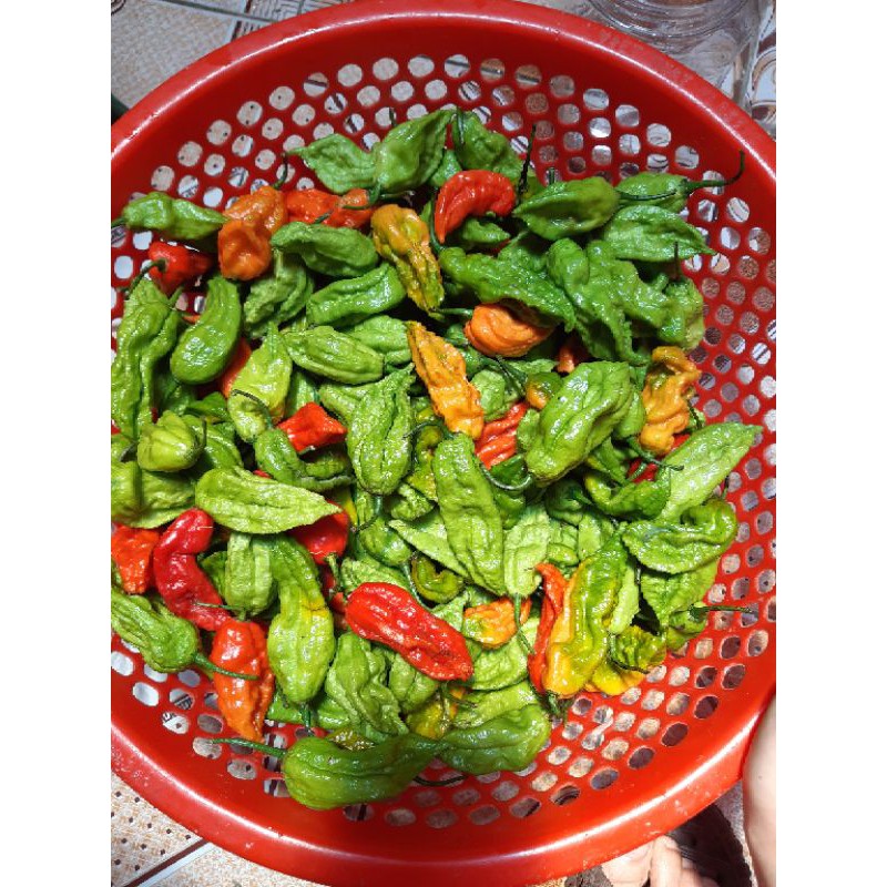 Ớt Trung Đoàn Xóc Muối | BigBuy360 - bigbuy360.vn