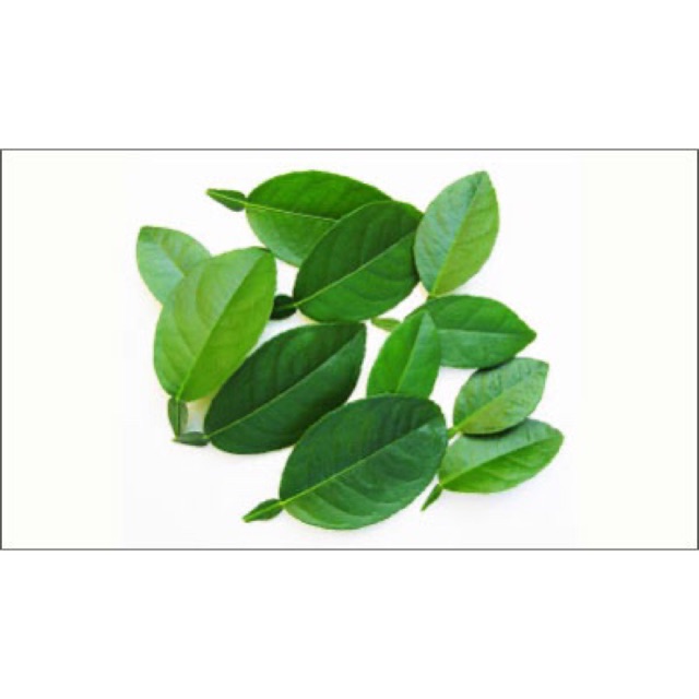 10 lá chanh tươi