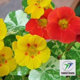 15 Hạt giống hoa sen cạn THANH TRUNG