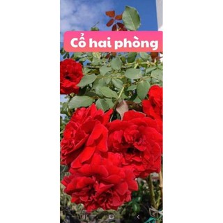 cây hồng dễ trần