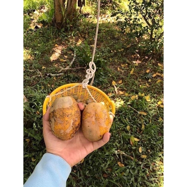 Cóc Cày Chín
