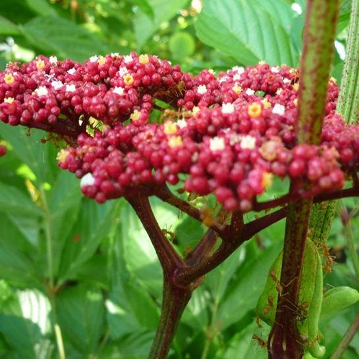 Cây gối hạc khô 1 kg