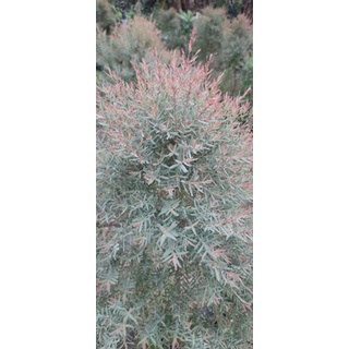 Cây tràm thơm Úc (Claret Tops)