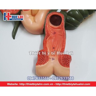 Mô Hình Hệ Tiêu Hóa Người