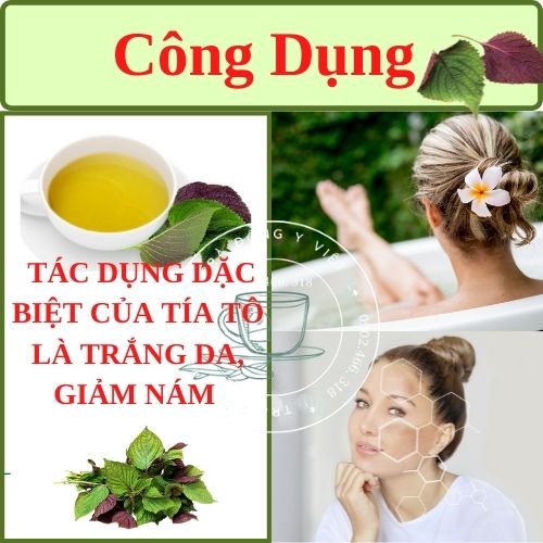 Trà Tía Tô -Giảm Nám, Đẹp Da, Giảm Cảm, 40 Túi lọc, Trà tự nhiên 100%