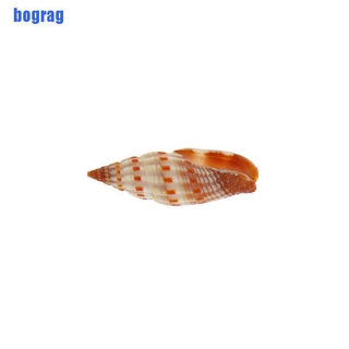 Vỏ Ốc Tự Nhiên Trang Trí Bể Cá