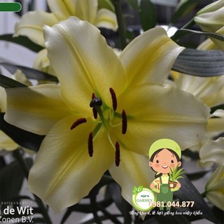 củ hoa ly thơm màu vàng size to