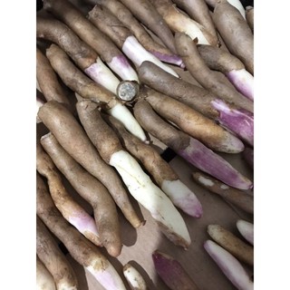 Củ giống lyli lửa