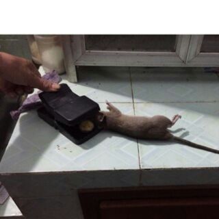 KẸP BẪY CHUỘT