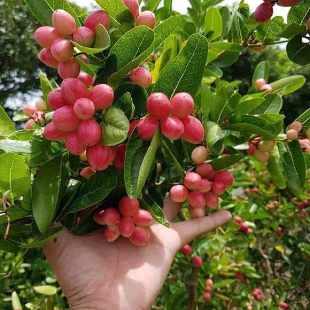 Cây giống siro