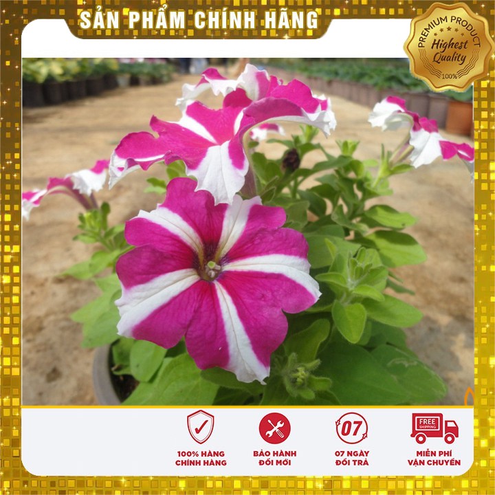 HẠT GIỐNG HOA DẠ YẾN THẢO SỌC F1 MIX (PETUNIA) 50 HẠT