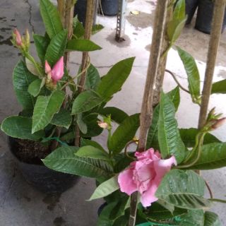 Cây Hồng Anh