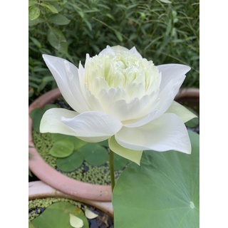 Trồng sen bằng ngó sen White peony, Zhongshan budda sound (phật âm)