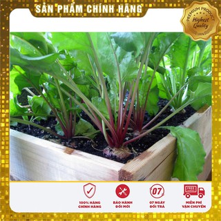 Hạt Giống Củ Dền Đỏ(2gr)