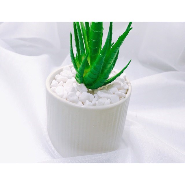 Gói Sỏi trắng trang trí lọ hoa thủy tinh hoặc phủ trên bề mặt các chậu sen đá hoặc cây cảnh