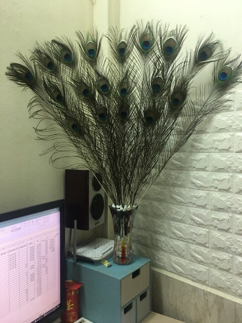 Lông công 80-90cm tự nhiên sale mạnh | BigBuy360 - bigbuy360.vn