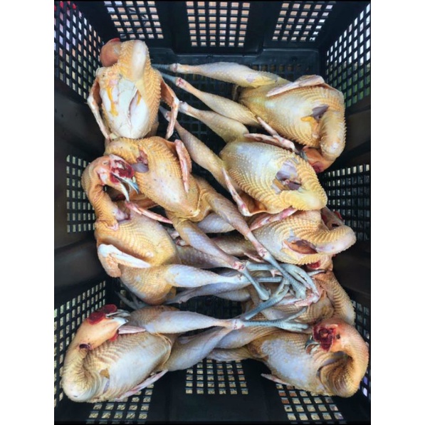 Chim Trĩ Thịt Sẵn (Nặng từ 1kg)