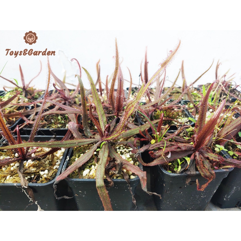 Cây Ăn Thịt Côn Trùng Gọng Vó Drosera Adelae, Cây Băt Mồi Băt Muỗi Hiệu Quả Cao