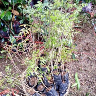 CÂY GIỐNG HOA TỬ ĐẰNG THÂN GỖ