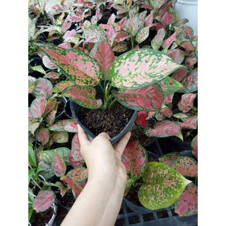 Cây vạn lộc phong thủy