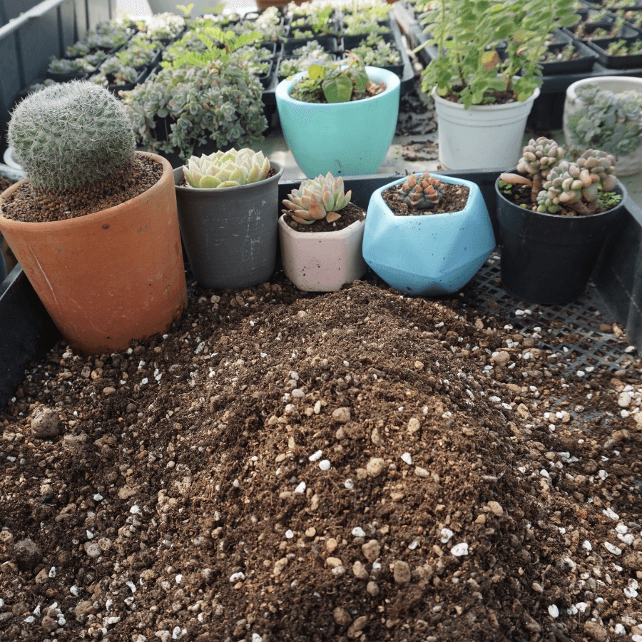 Soil Mix BA - giá thể, đất trồng xương rồng, sen đá cao cấp chính hãng