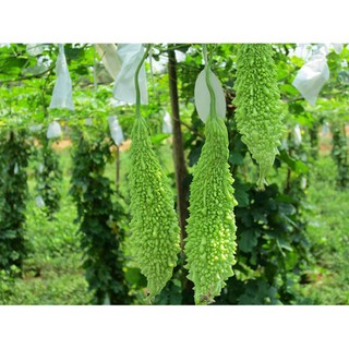 Hạt giống khổ qua rừng F1 HN 105 trái dài - gói 10 hạt