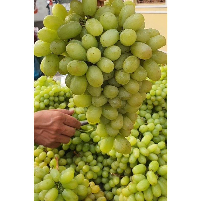 1 Kg NHO XANH PHAN RANG NINH THUẬN GIÒN NGỌT