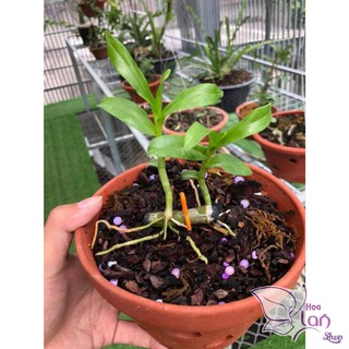 COMBO 3 CẤY Phi điệp 5 cánh trắng Phú Thọ ki năm 2