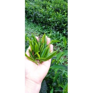 trà hữu cơ 100% Organic trà sạch Thái Nguyên Mã (TRA 01) Frreship với đơn tối thiểu 61000 | BigBuy360 - bigbuy360.vn