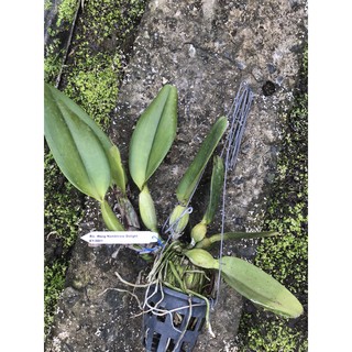 Cattleya Wangnamkeaw Delight