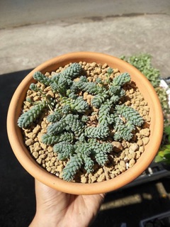 Đất nung Nhật Bản- Ryusen Akadama